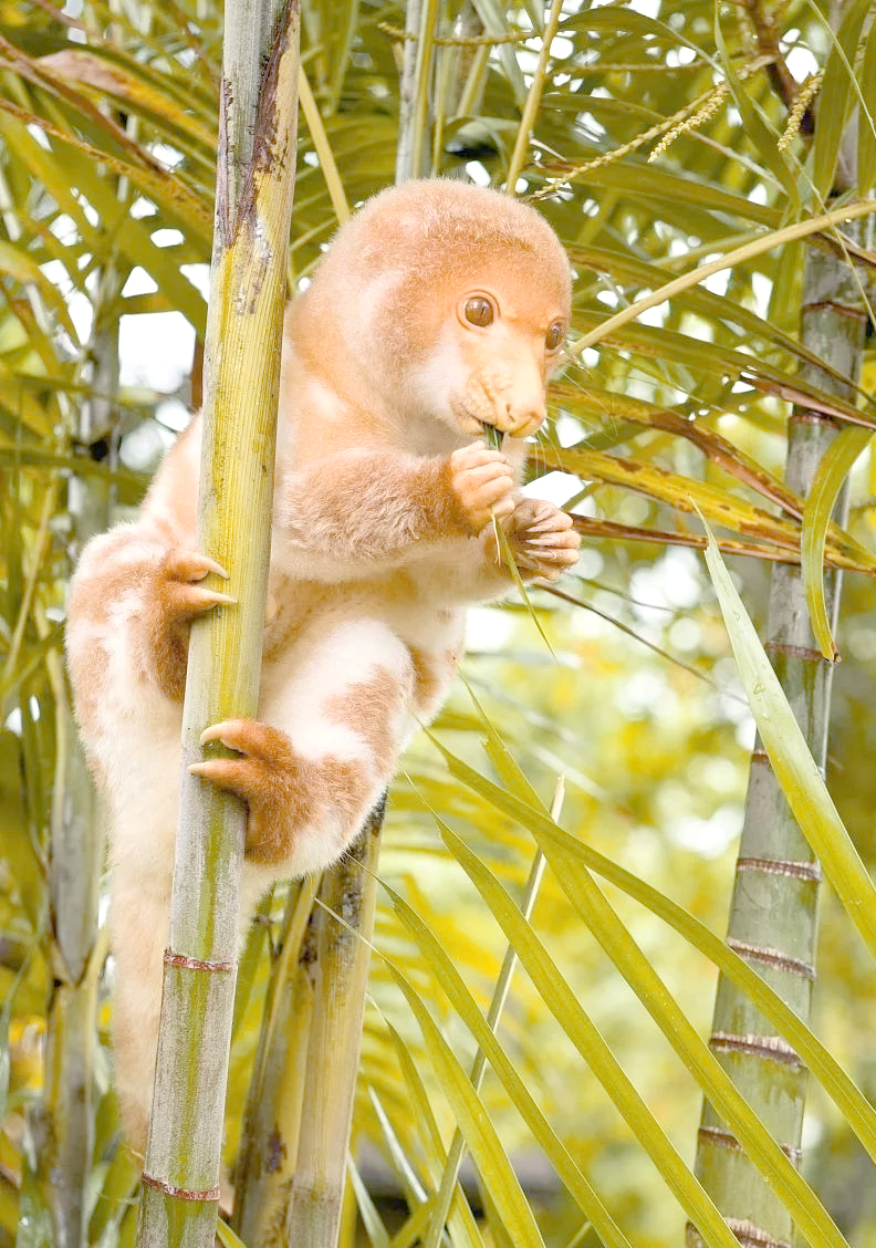 斑袋貂:澳大利亚及新几内亚的独特有袋类动物