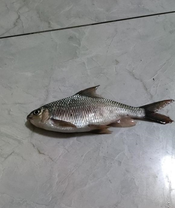 广西一男子网上秀渔获,被人认出是白甲鱼,网友:"你可真刑"!