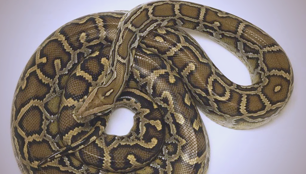 缅甸蟒:世界上巨型的蛇类之一