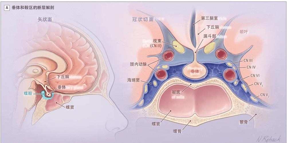 高岩升:在刀尖上起舞的神经外科先锋