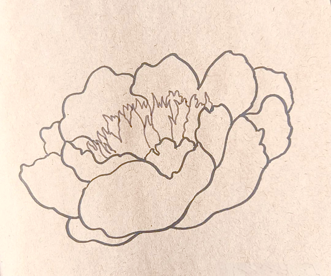 芍药花绘画教程,手把手教你画出美丽的花朵