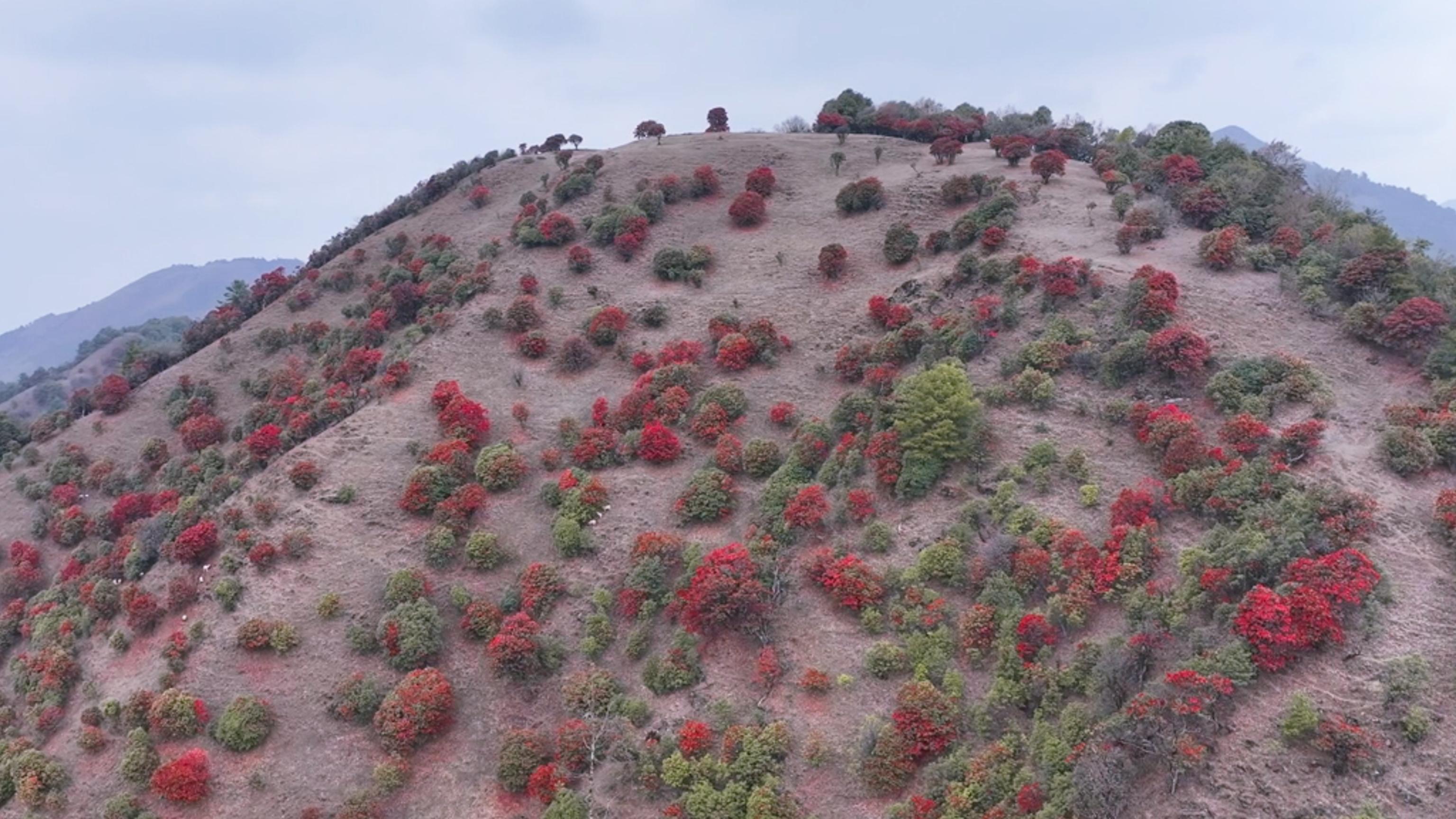 千城胜景|云南保山 数万株大树杜鹃迎来盛花期