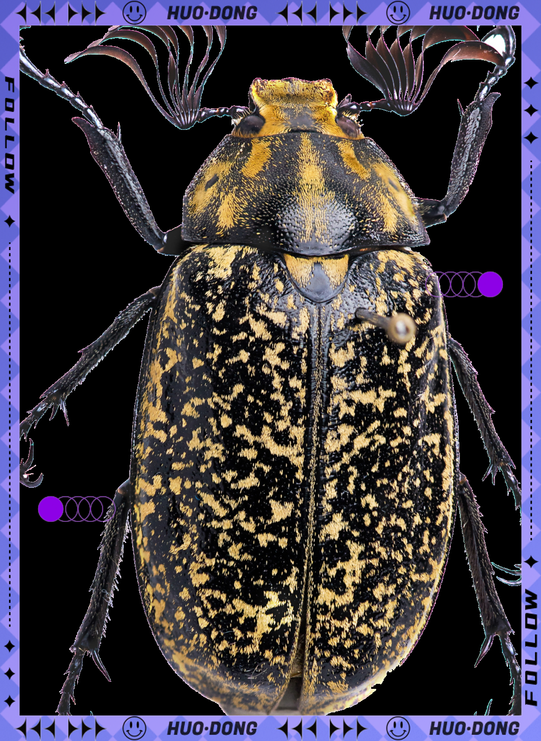 揭秘鞘翅目昆虫的多样性与独特魅力