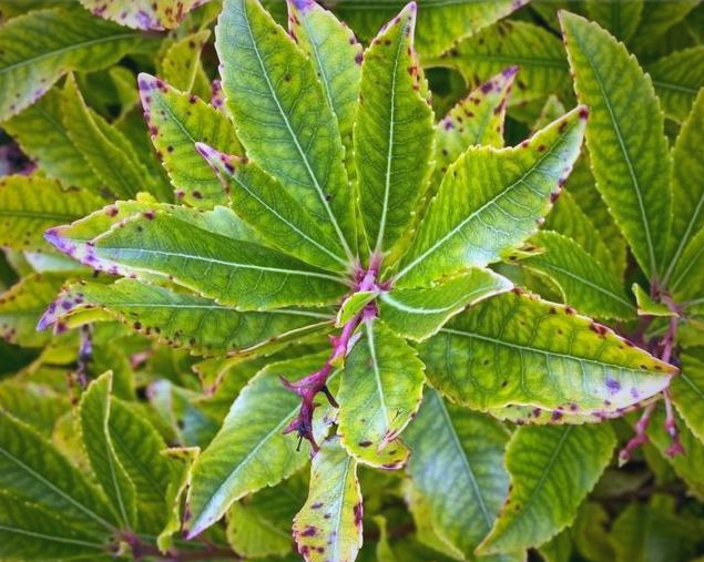 杨梅褐斑病全面防治策略,保障杨梅健康生长