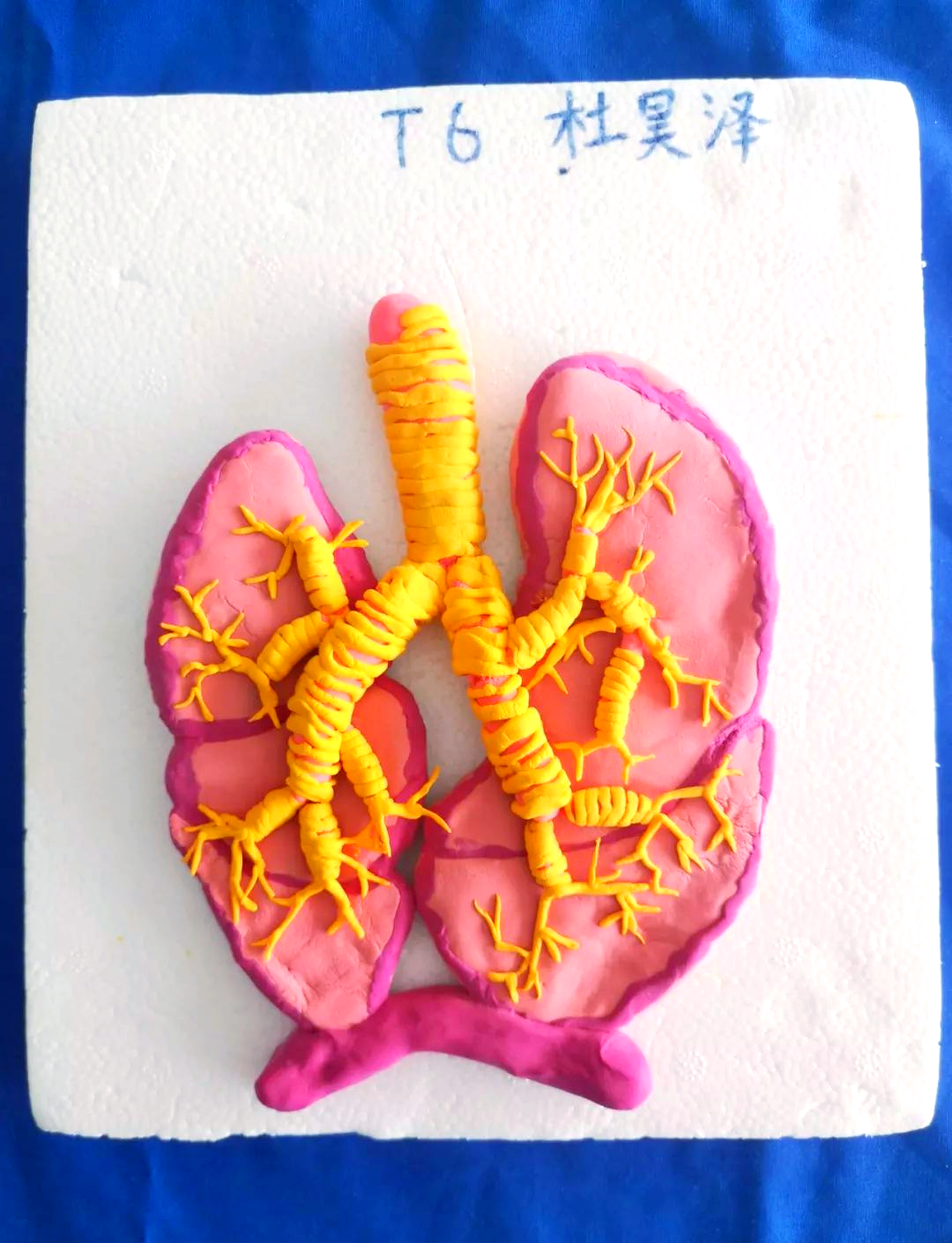 人体3d模型制作优秀作品展示