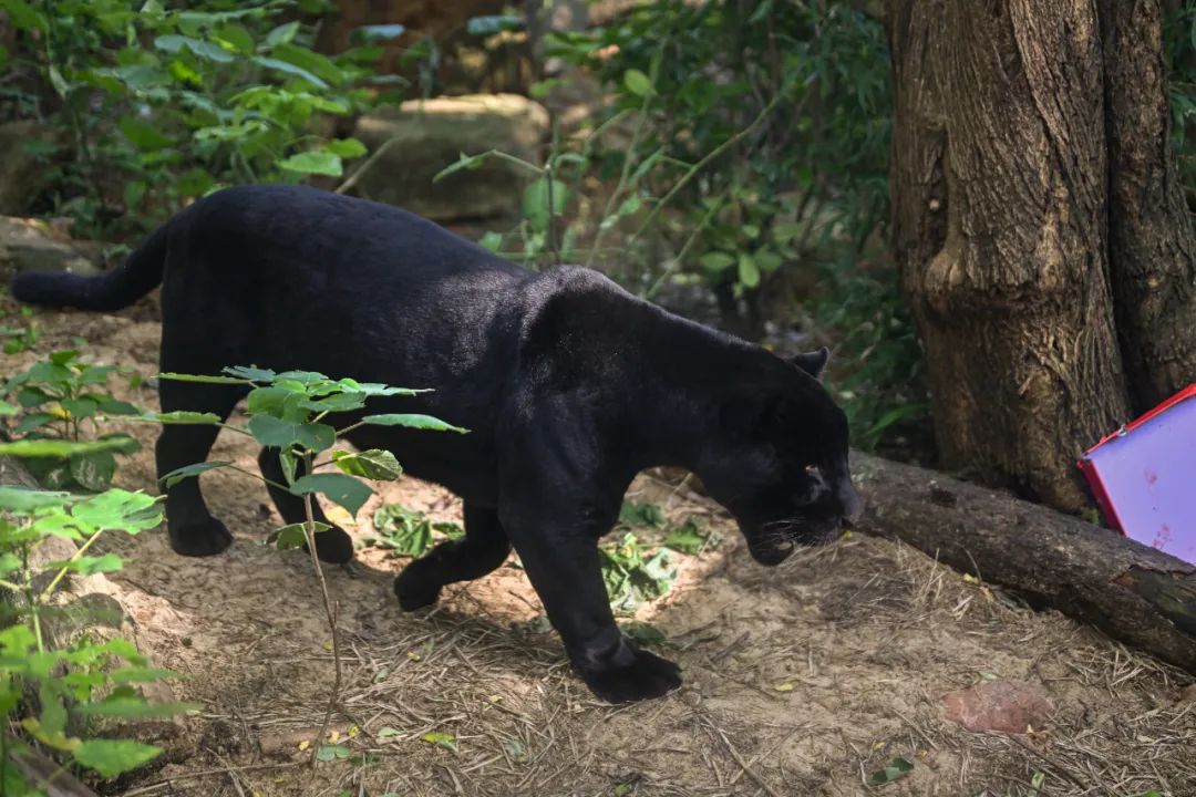 一只黑色美洲豹,交到了新朋友