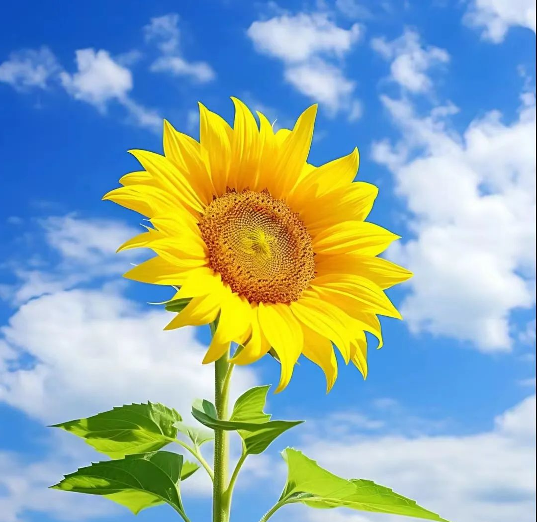 微信头像推荐:自然风景中的阳光与宁静,令人心旷神怡的头像选择