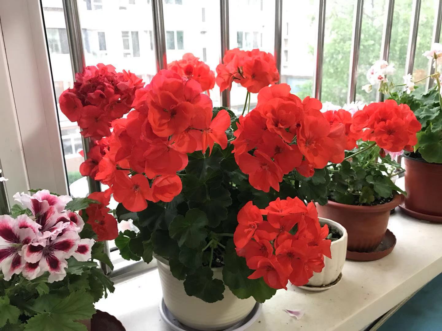 阳台养花,可以养盆"炫橙",红红火火,美丽又喜庆,养护也不难