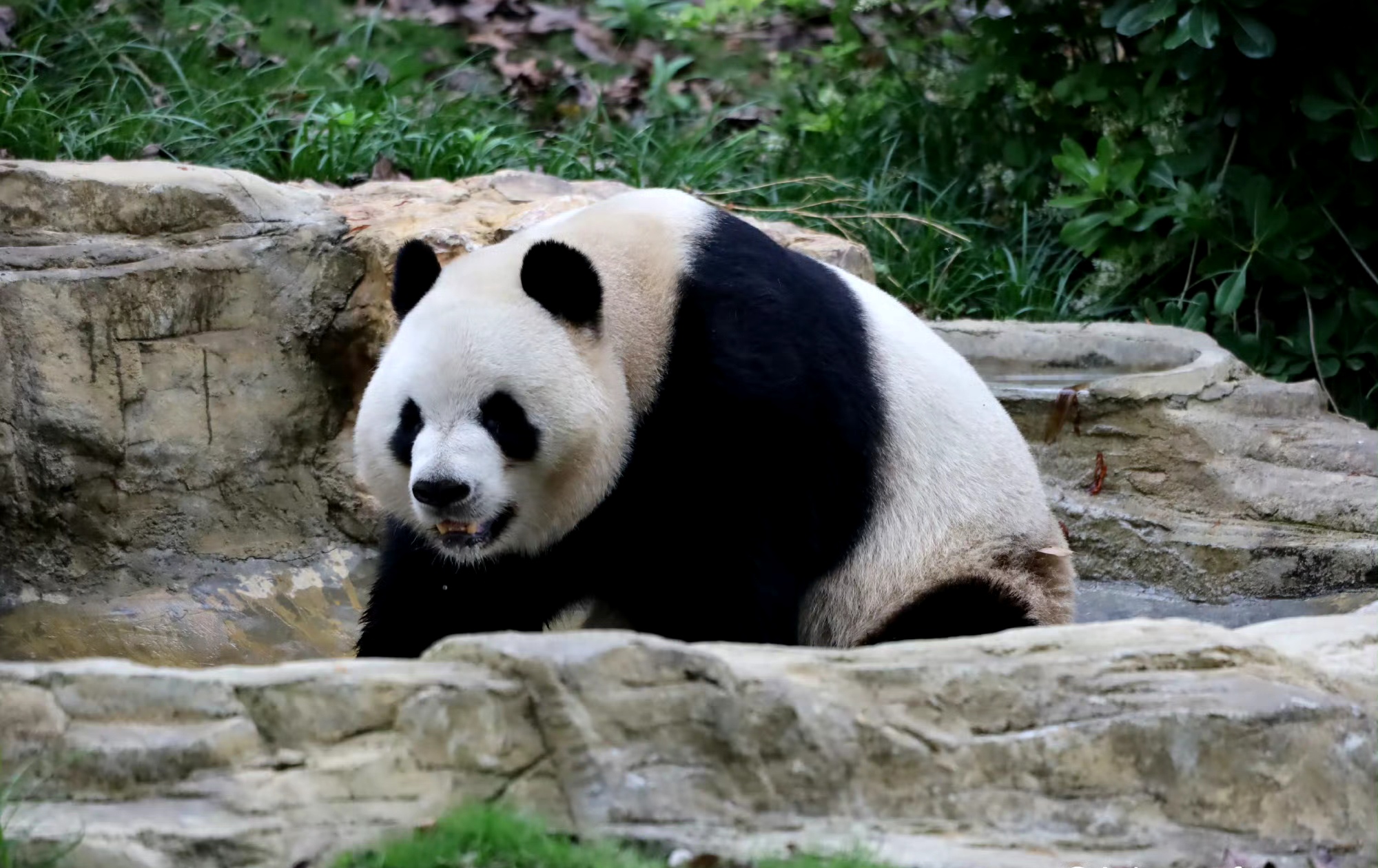 厉害了!全球票选的成都大运会吉祥物蓉宝,原型竟是功夫熊猫