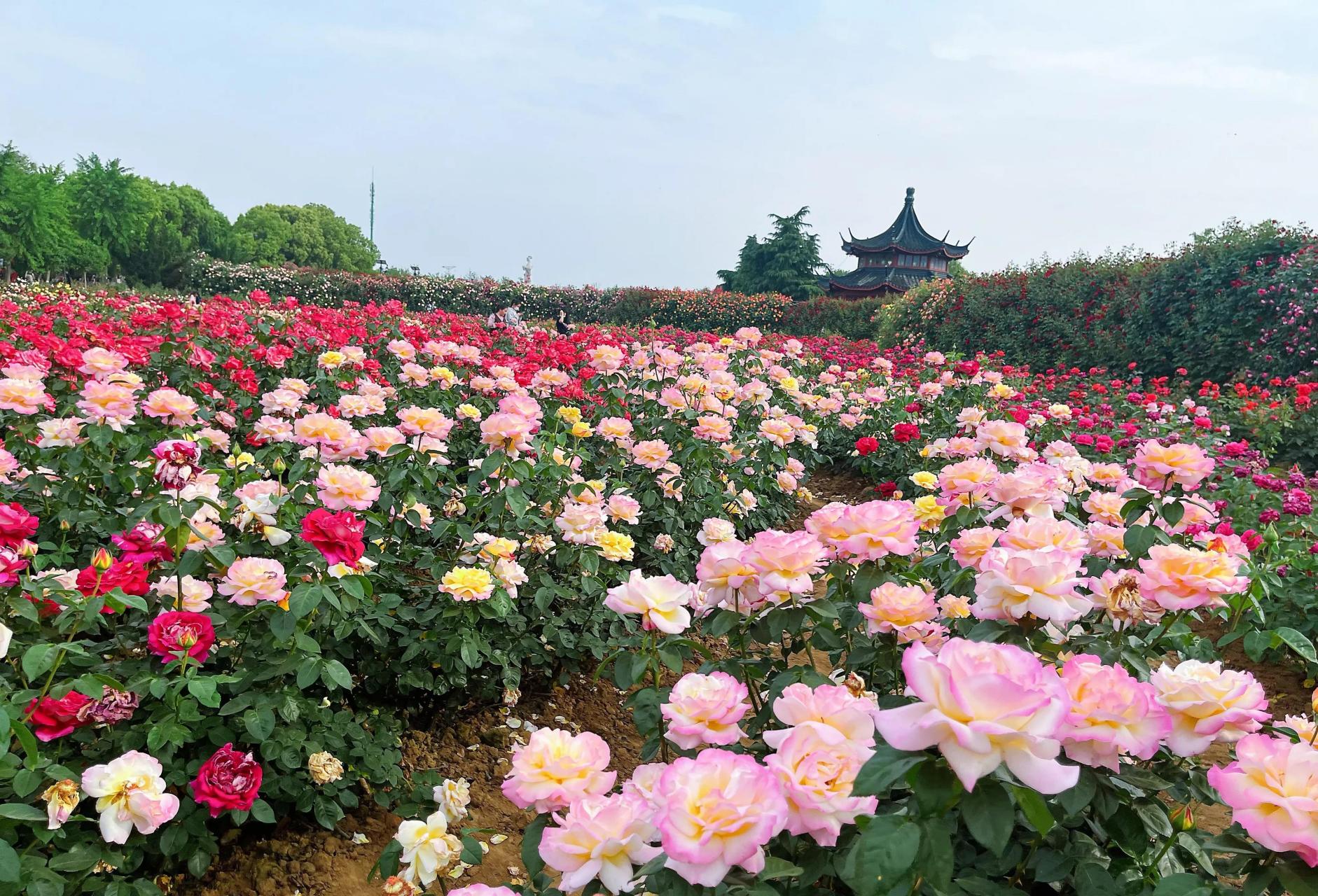 今天带娃去了南阳的中国月季园,园区坐落在独山脚下,高速口附近,交通