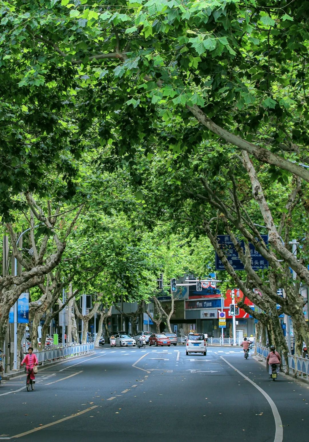 林荫路上的龙城秋色!第一张就美翻了……