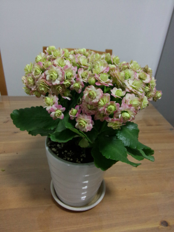 网红盆栽"粉巴黎"—花美如牡丹,三季有花开,封闭阳台也能养