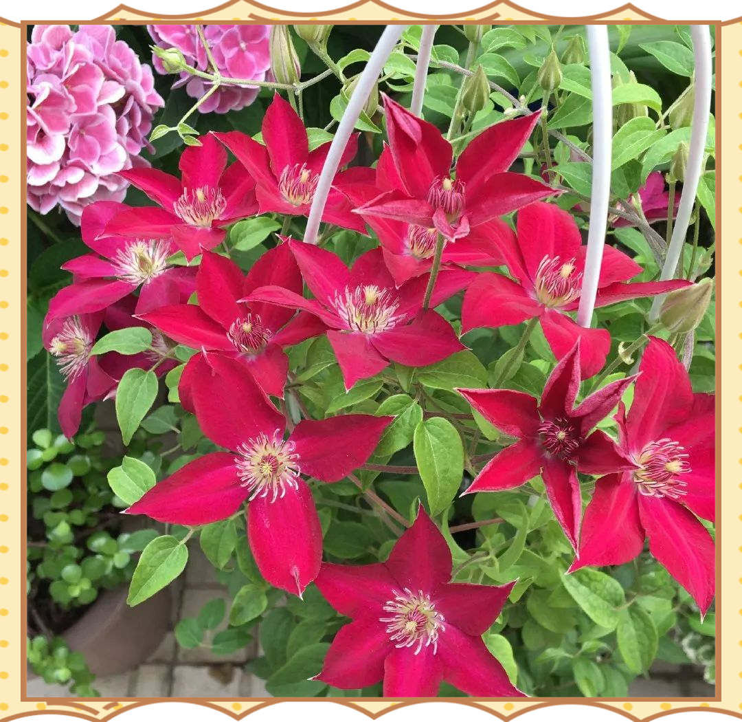 铁线莲新品推荐:阳台党与两广花友的多样选择