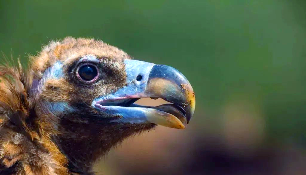秃鹫的头为什么是秃的，为什么秃鹫的脑袋没有毛