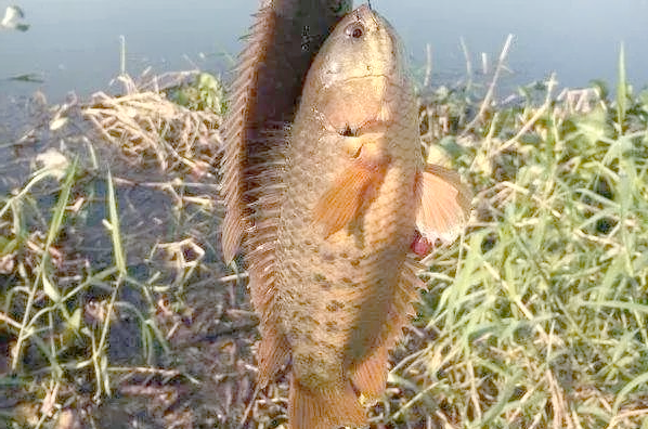 两广钓友"避之不及"的龟壳攀鲈为何如此强悍