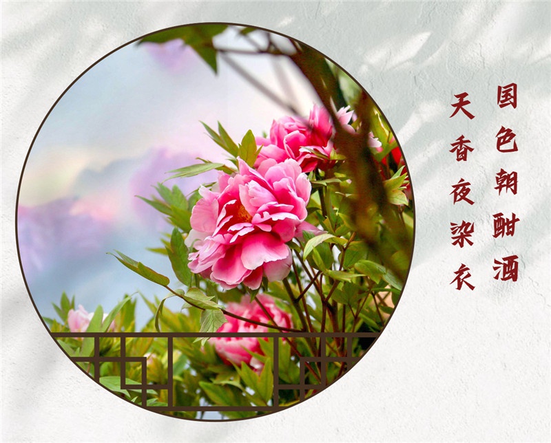 古诗词中赏牡丹 国色天香惹人醉