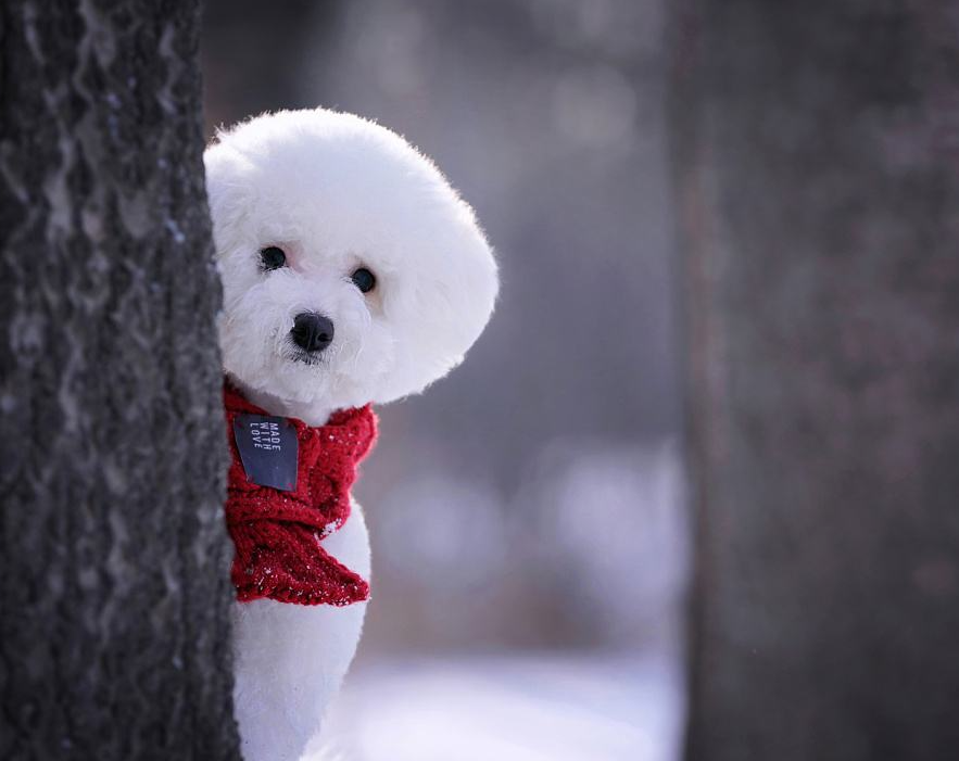 芦叟专栏|大咖与雪球