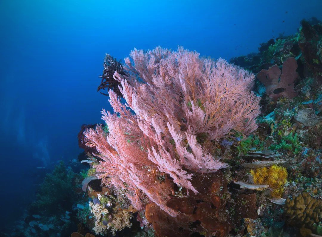 海中植物揭秘:巨藻,海带与海草的奇妙世界