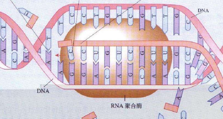 蛋白质合成过程