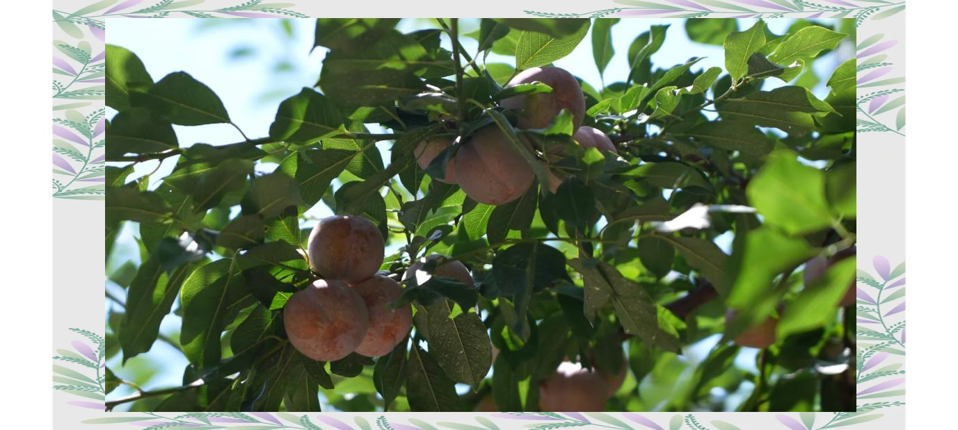 揭秘武平芙蓉李:如何从默默无闻到变身"金果果"?