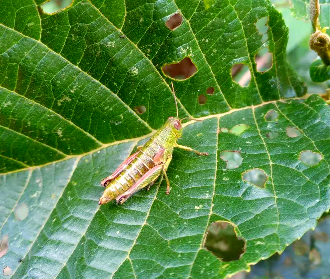 从害虫到美味:蝗虫的多元利用