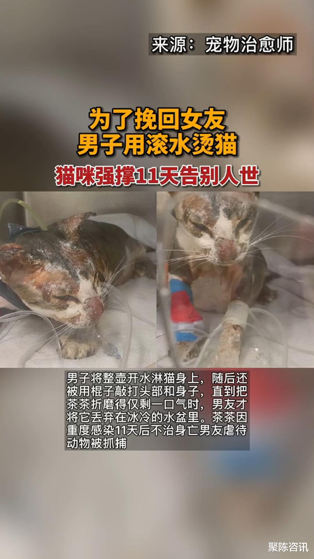 男子用开水烫猫,棒打猫的头部.猫咪强撑11天后离世