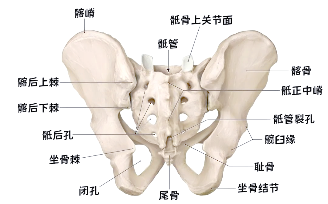 「探索骨盆奥秘」揭秘骨盆的众多重要细节!