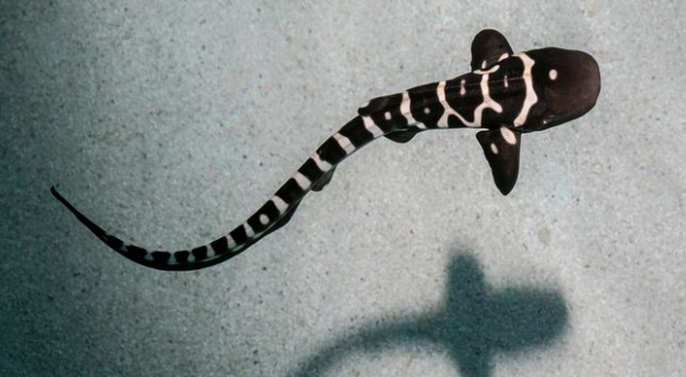 一条斑马鲨怀孕并分娩了,但幼崽的dna跟任何雄性鲨鱼都不符合