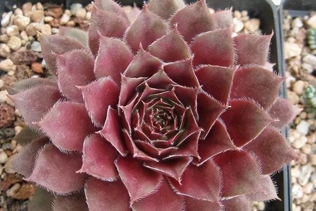 大红卷绢:魅力植物的养护之道与季节变换中的生长奥秘