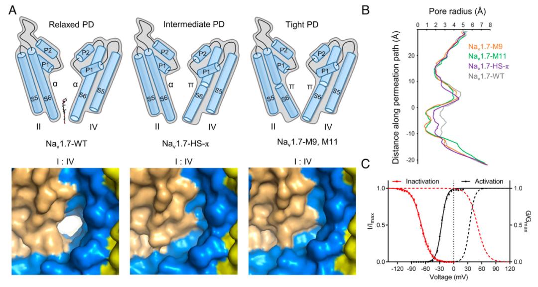 【科技前沿】pnas | 颜宁团队剖析钠离子通道的结构-功能关系