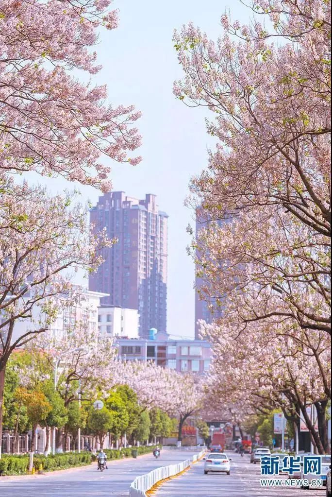 資料圖:昆明市金蘭路沿線街道兩旁的泡桐花競相綻放