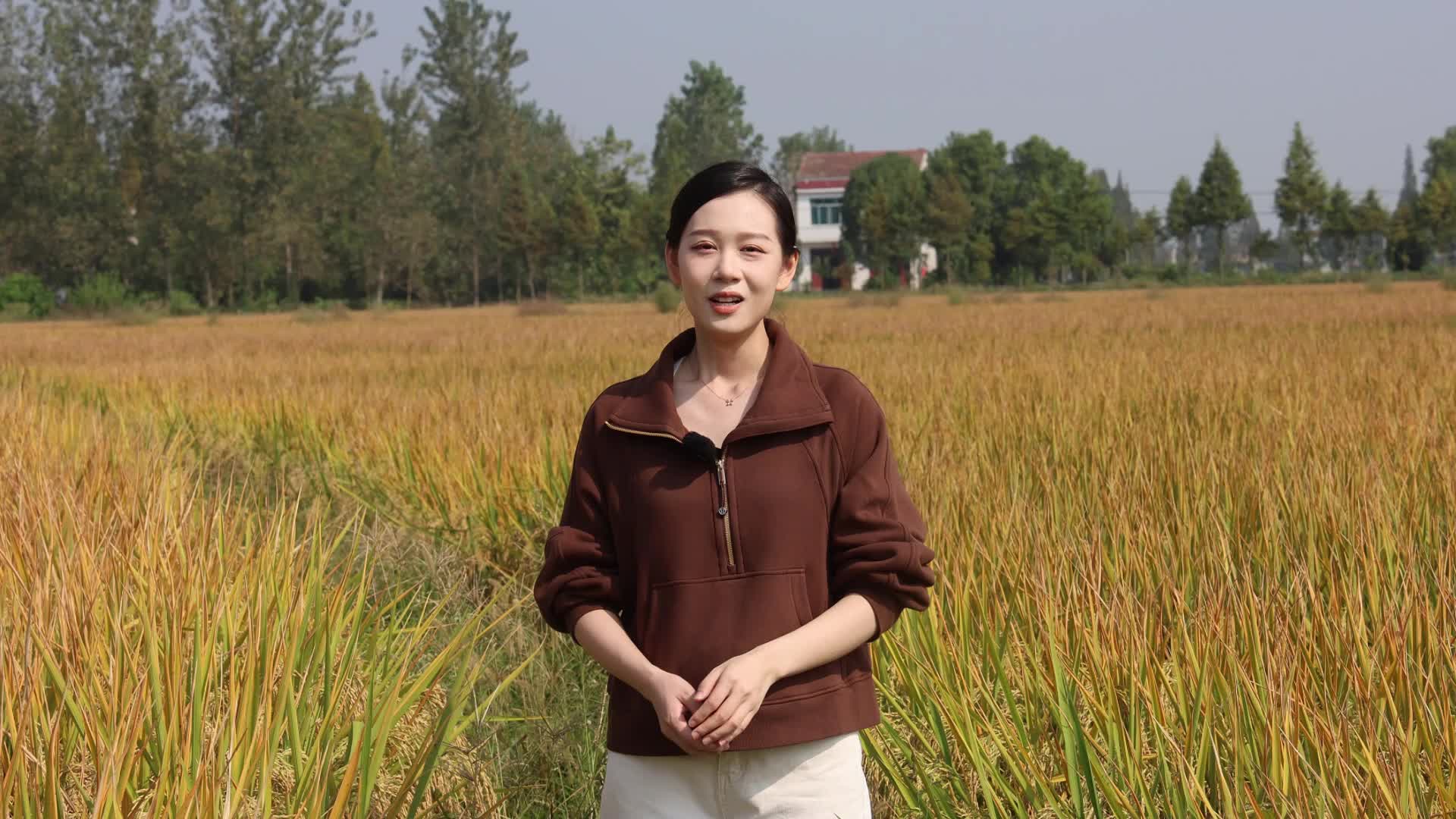 华容县:隆平杂交水稻臻两优8612迎来大丰收