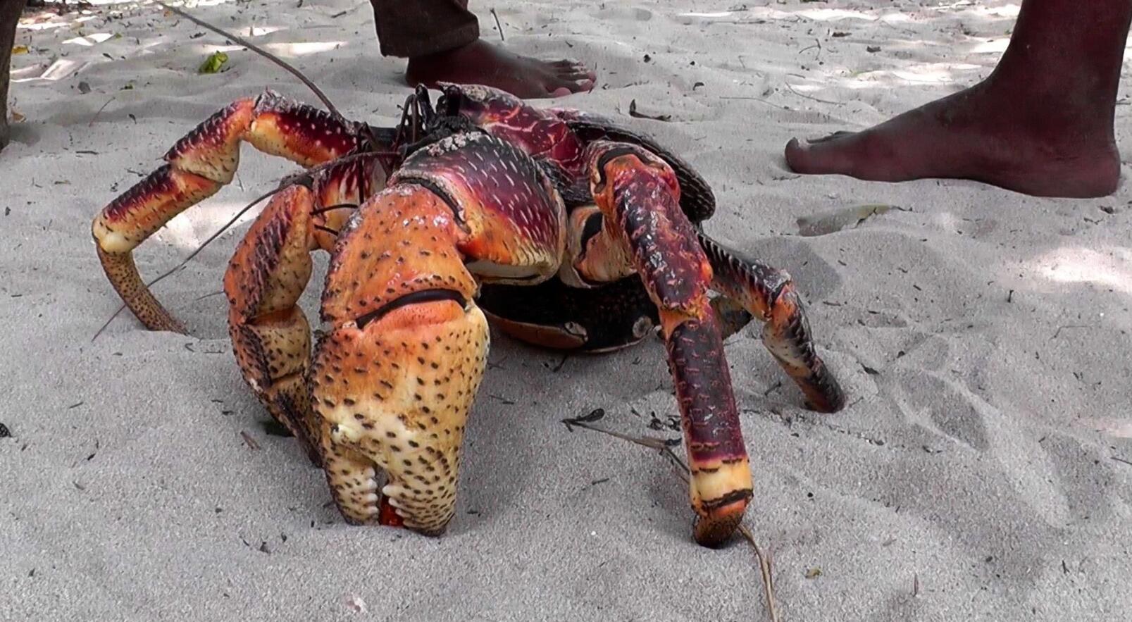 能开椰子会爬树,世界最大陆生蟹,如今在当地居民餐桌上挣扎