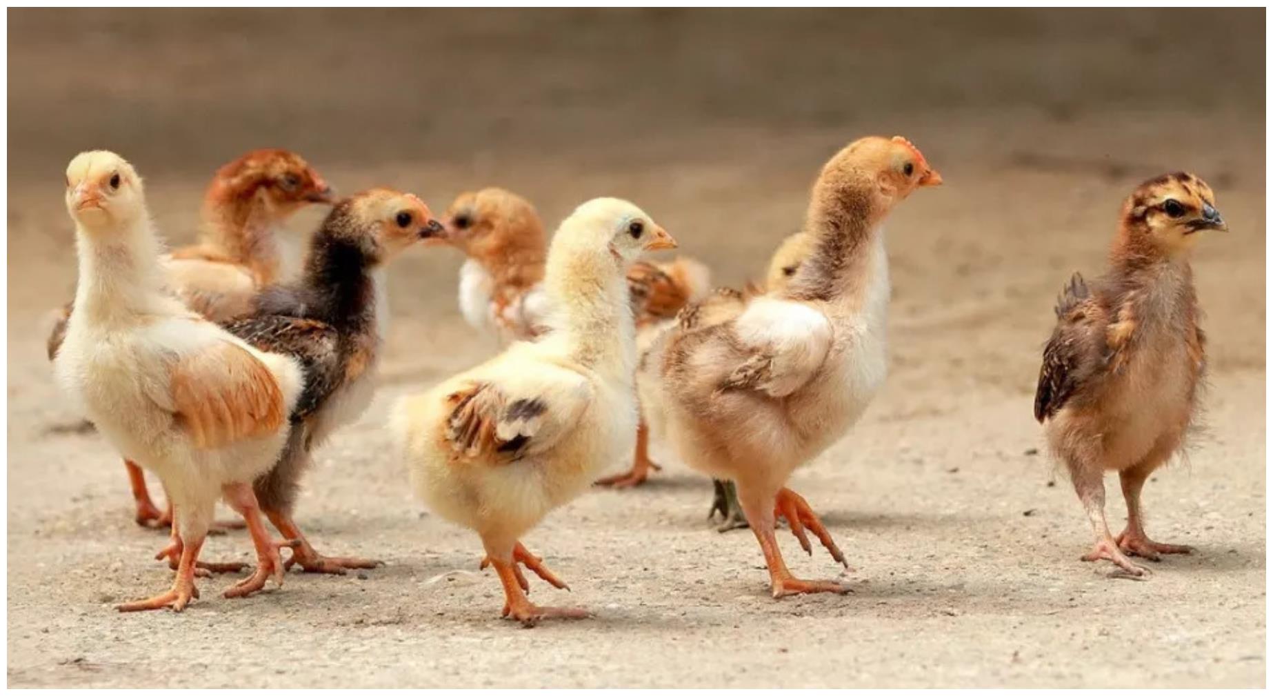 富贵挡不住,1月上旬迎来开门红,生肖鸡走上人生幸福路