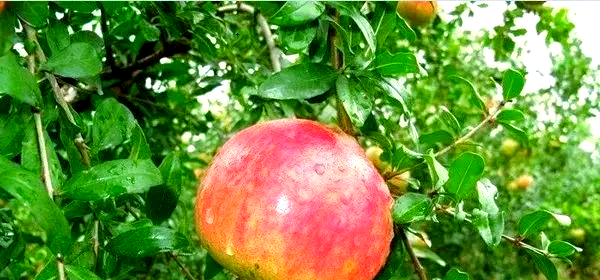 石榴桃蛀螟虫害的全面介绍与防治方法