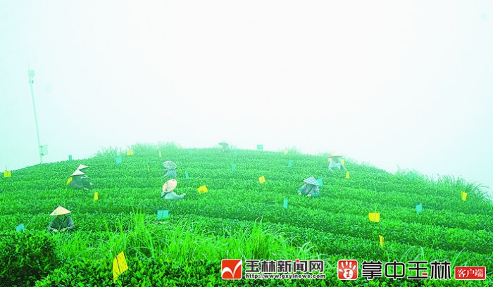 容县杨村镇平贯村云海茶山:这里有"诗和远方"