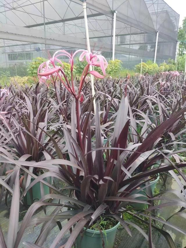 紫叶文殊兰小苗什么时候开花