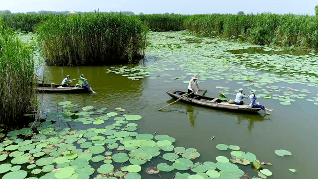 曾是"云梦古泽"泽披之地被誉为湖北"千湖之首"是中国第七大淡水湖洪湖