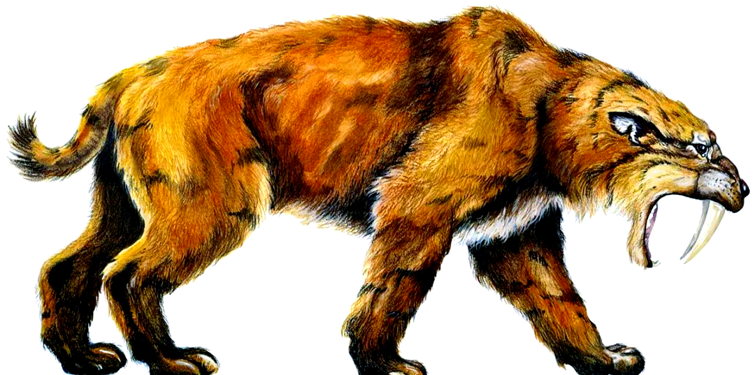 剑齿虎:如何从脆弱的霸主成为史前猛兽?