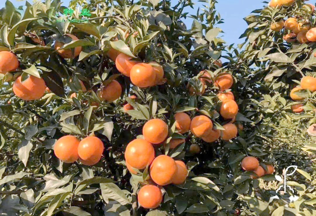探索杂柑品种:多个优质选择,培育指南与特性介绍