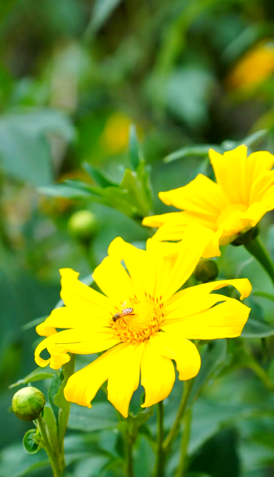 冬日曲江镇:太阳菊绽放的温暖记忆