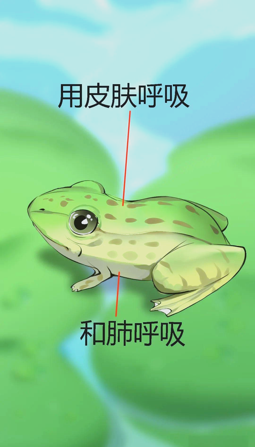 为什么喜欢青蛙的简单介绍