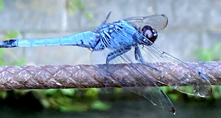 蓝色蜻蜓是什么品种