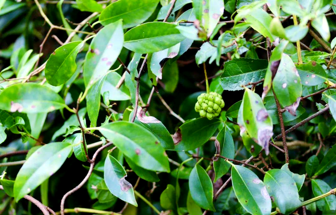 南五味子:品味生活中的酸甜苦辣