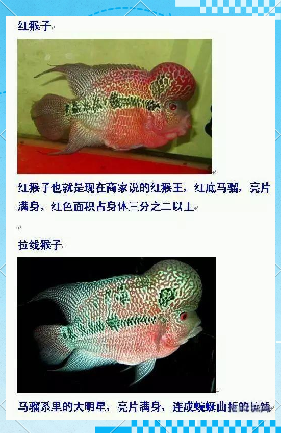 罗汉鱼品种概览:全面而准确的汇总