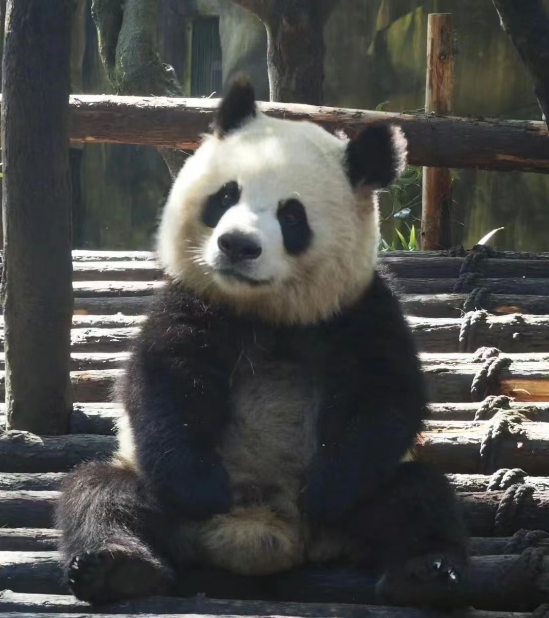 熊猫界的挖煤三巨头,太能整活了