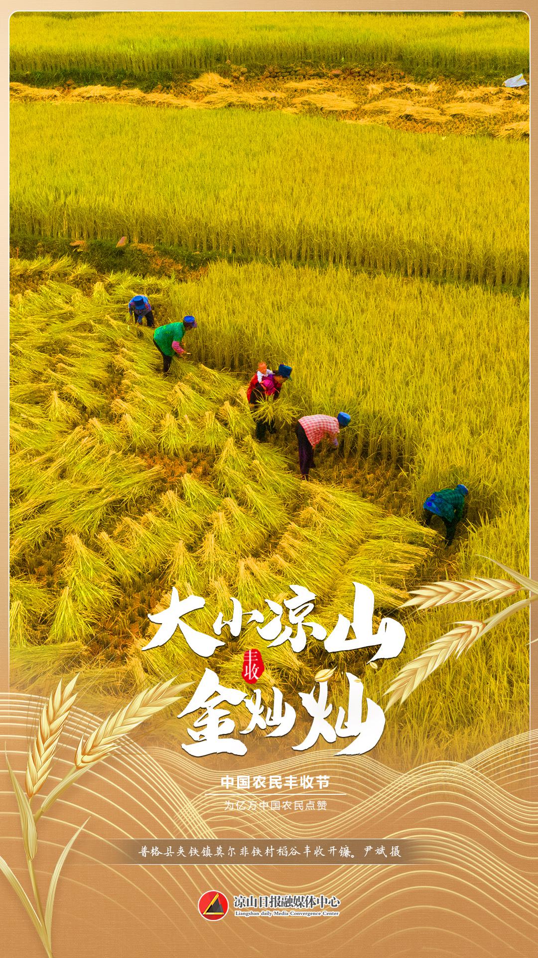 礼赞丰收|大小凉山金灿灿