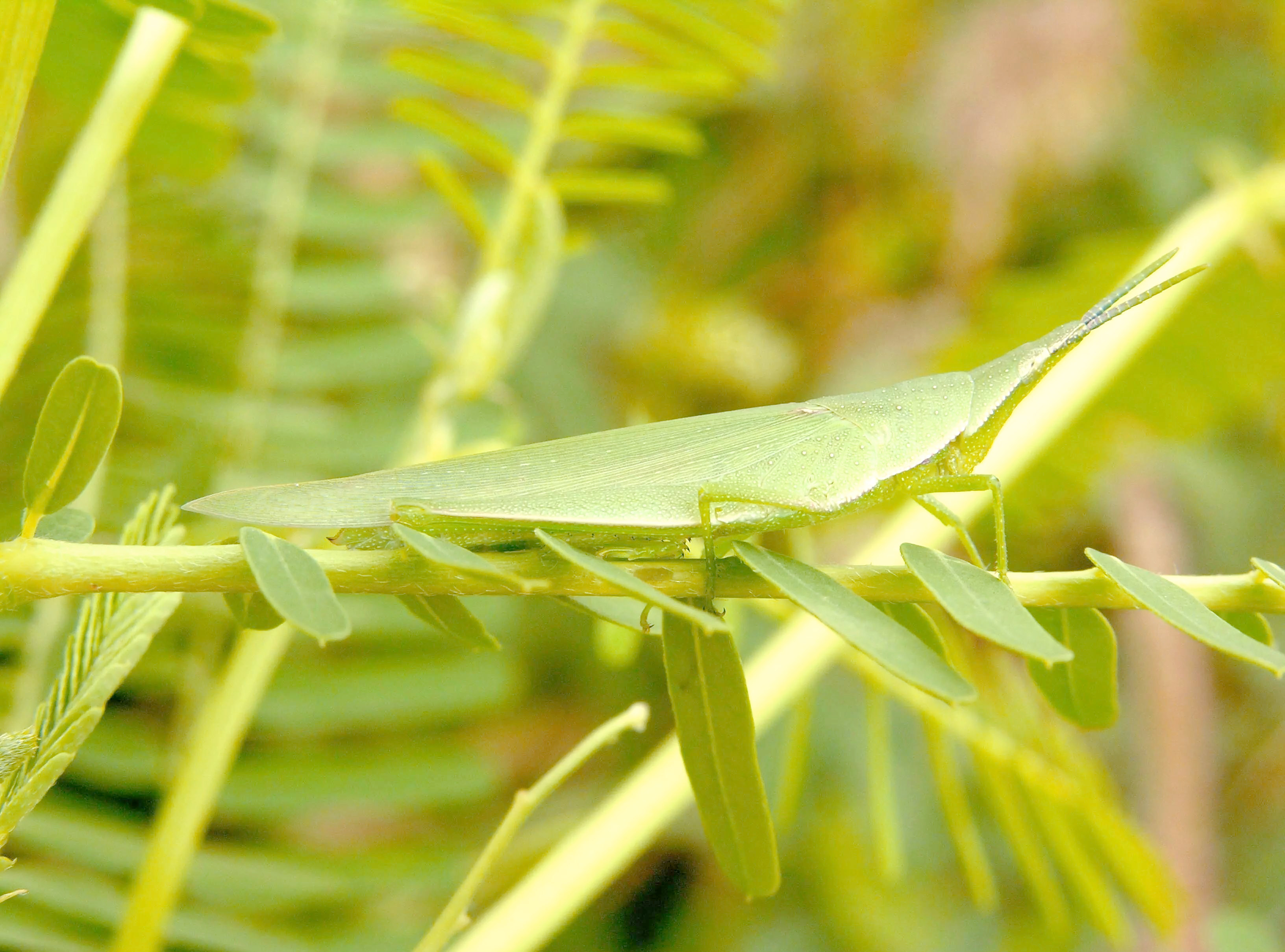 「城市物种日历」中华剑角蝗:触角似剑的蝗虫大师