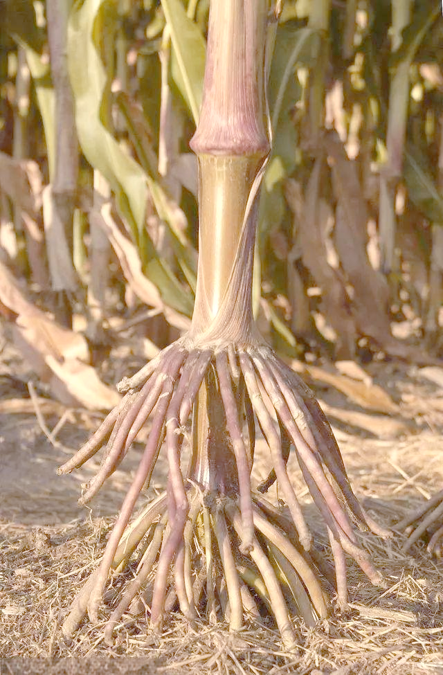 中药材玉米根:利尿通淋的天然选择