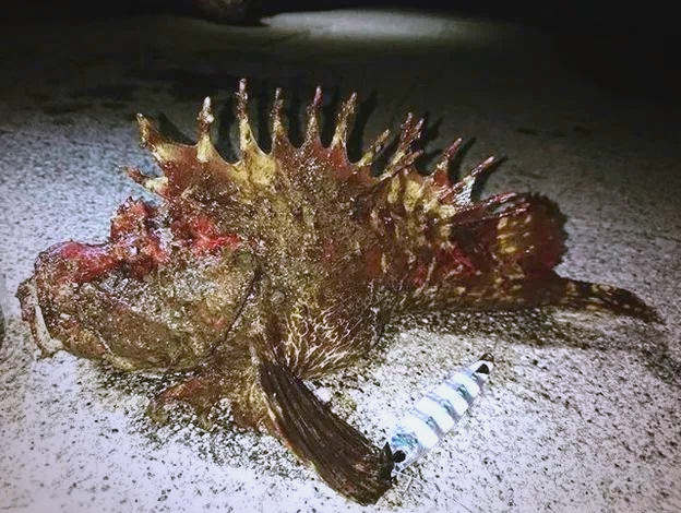 探索虎鱼的多样种类与美味